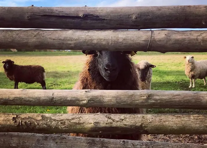 Tahkuna Tree-house Дом отдыха *